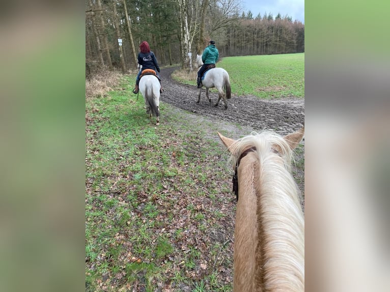 Andalusian Mare 6 years 16,1 hh Gray-Dapple in Sögel