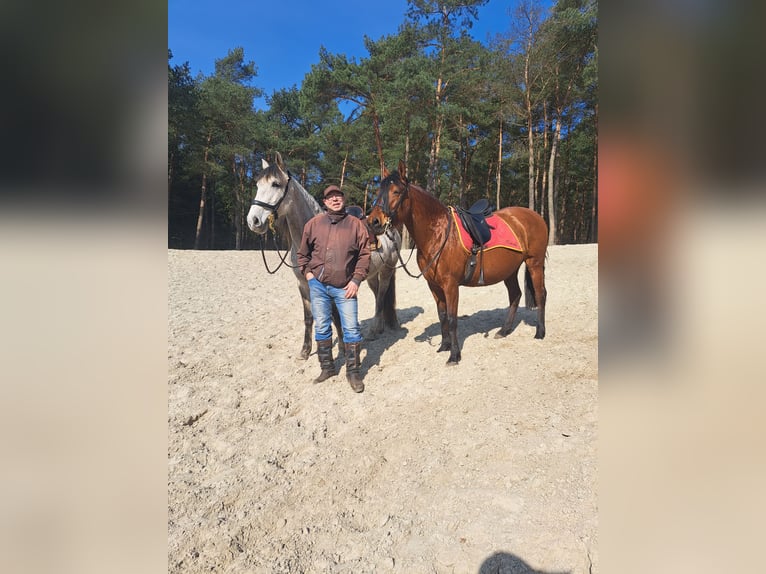 Andalusian Mare 6 years 16,1 hh Gray-Dapple in Sögel