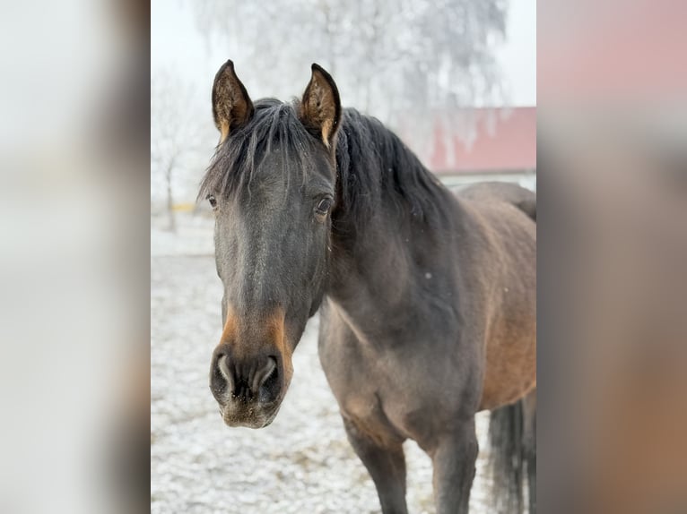 Andalusian Mare 6 years 16 hh Brown in AchstettenAchstetten