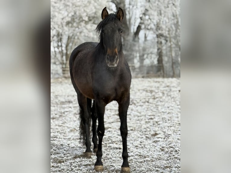 Andalusian Mare 6 years 16 hh Brown in AchstettenAchstetten
