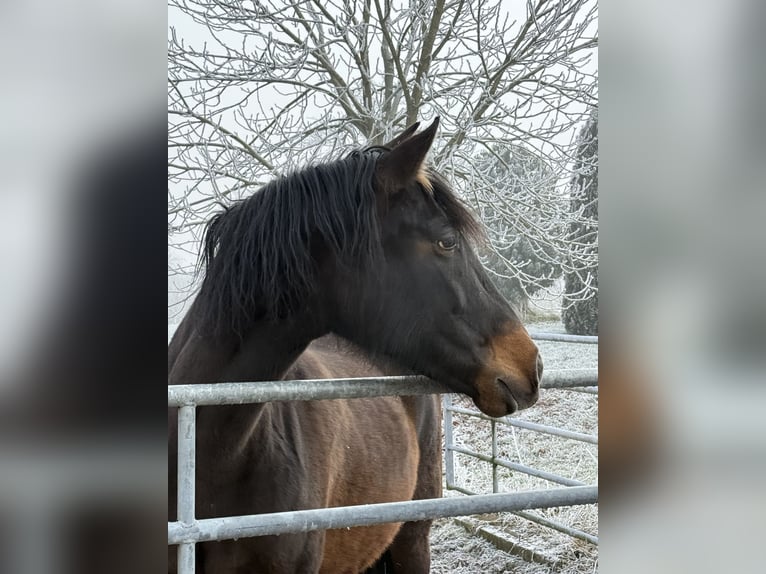 Andalusian Mare 6 years 16 hh Brown in AchstettenAchstetten