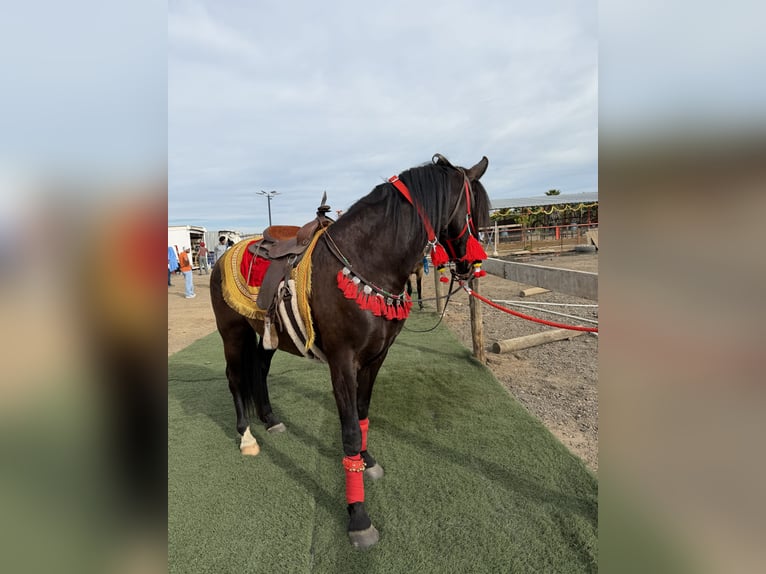 Andalusian Mare 6 years 16 hh Chestnut in Manteca