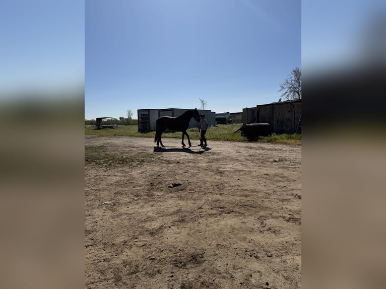 Andalusian Mare 6 years 16 hh Chestnut in Manteca