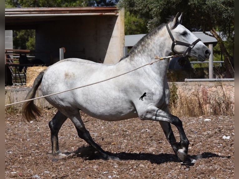 Andalusian Mare 6 years 16 hh Gray in Mallorca