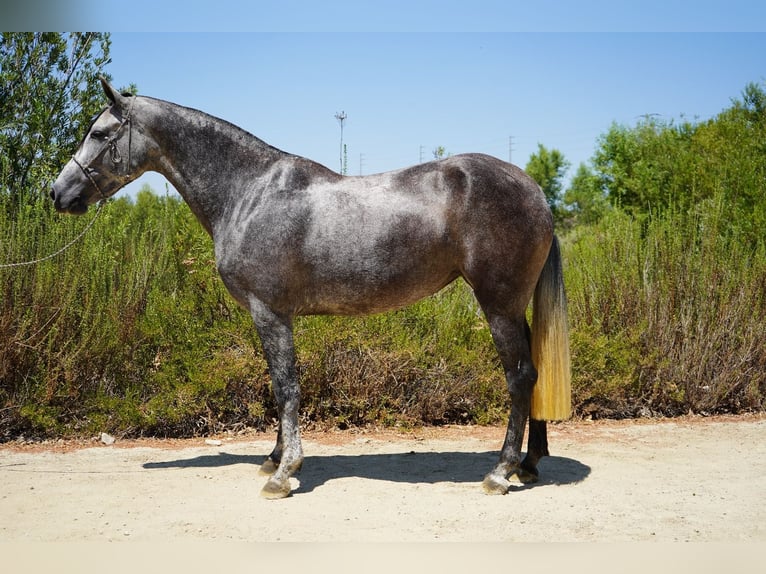 Andalusian Mare 6 years 16 hh Grey in Corona, CA