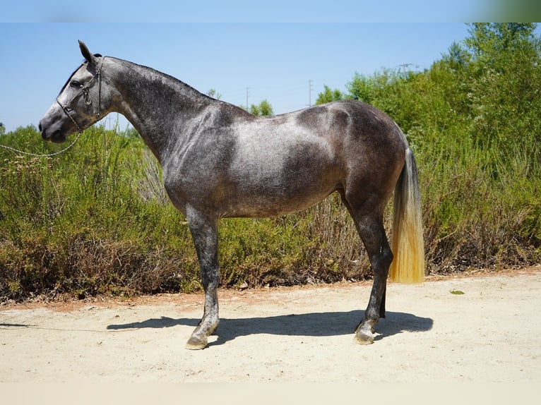 Andalusian Mare 6 years 16 hh Grey in Corona, CA