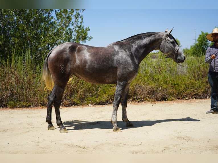 Andalusian Mare 6 years 16 hh Grey in Corona, CA