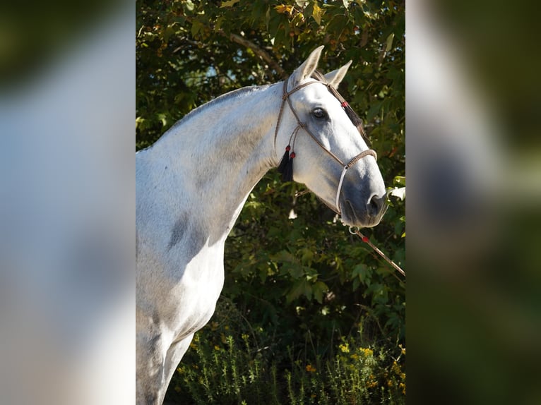 Andalusian Mare 6 years Grey in Corona, CA