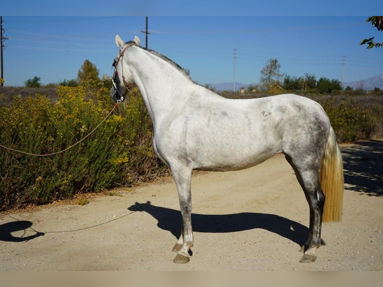 Andalusian Mare 6 years Grey in Corona, CA