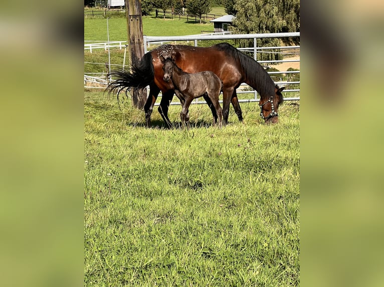 Andalusian Mix Mare 7 years 13,3 hh Brown in Aachen