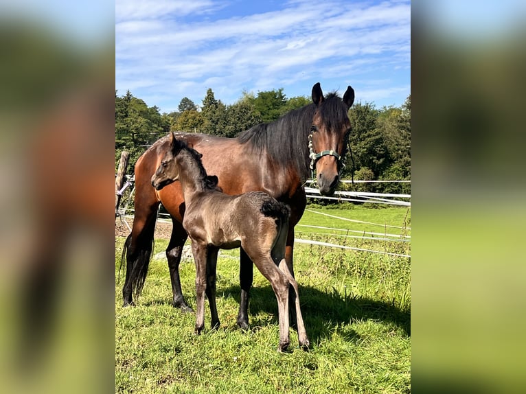 Andalusian Mix Mare 7 years 13,3 hh Brown in Aachen