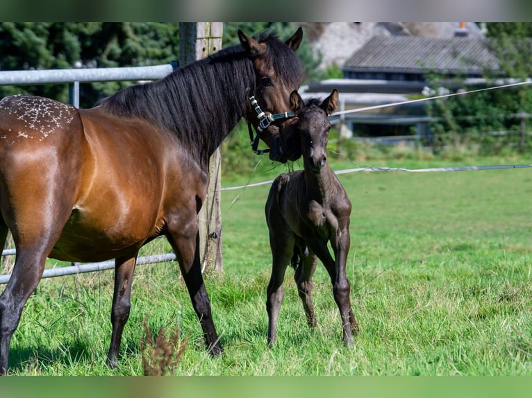 Andalusian Mix Mare 7 years 14,2 hh Brown in Aachen