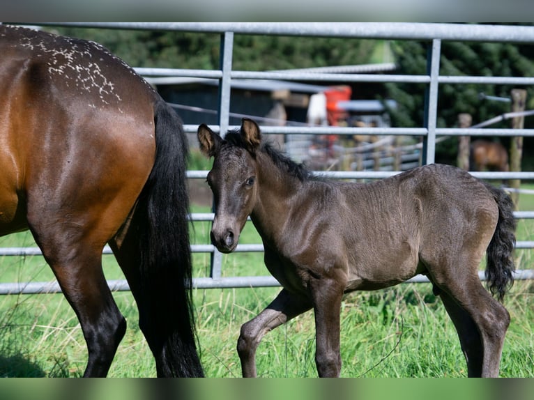 Andalusian Mix Mare 7 years 14,2 hh Brown in Aachen