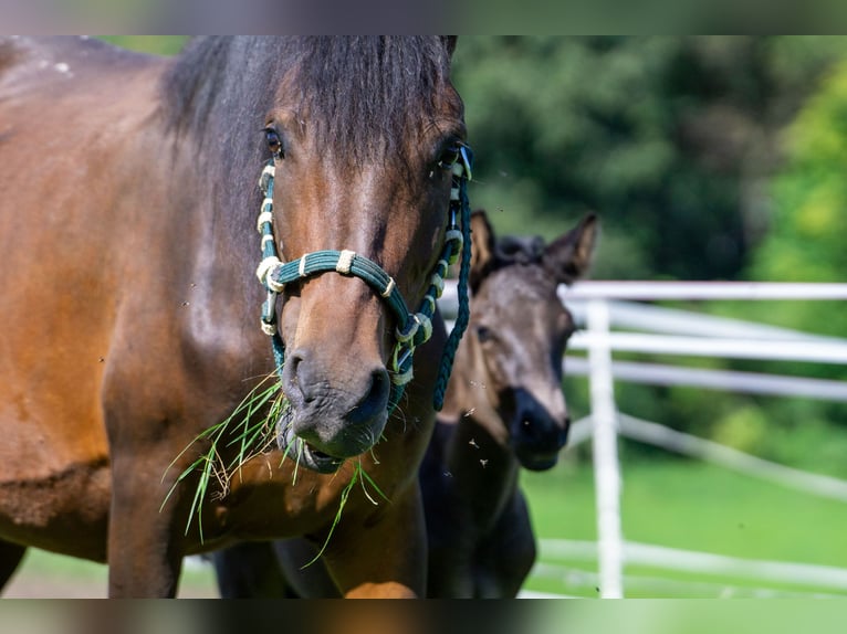 Andalusian Mix Mare 7 years 14,2 hh Brown in Aachen