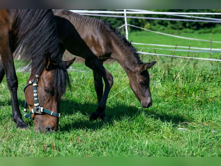 Andalusian Mix Mare 7 years 14,2 hh Brown in Aachen