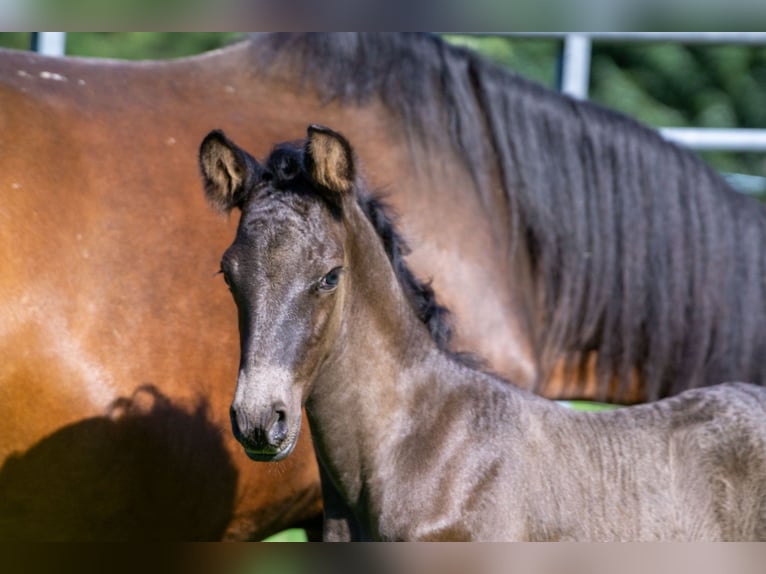 Andalusian Mix Mare 7 years 14,2 hh Brown in Aachen