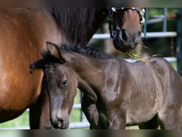 Andalusian Mix Mare 7 years 14,2 hh Brown in Aachen