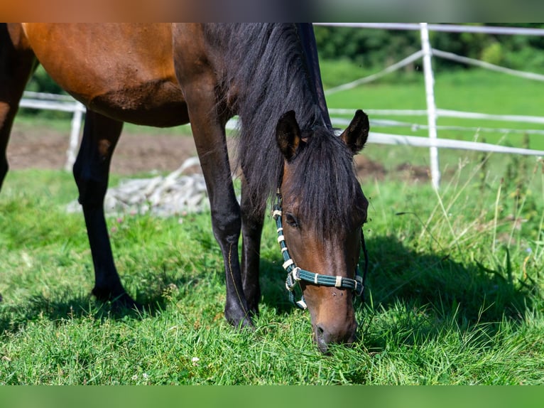 Andalusian Mix Mare 7 years 14,2 hh Brown in Aachen