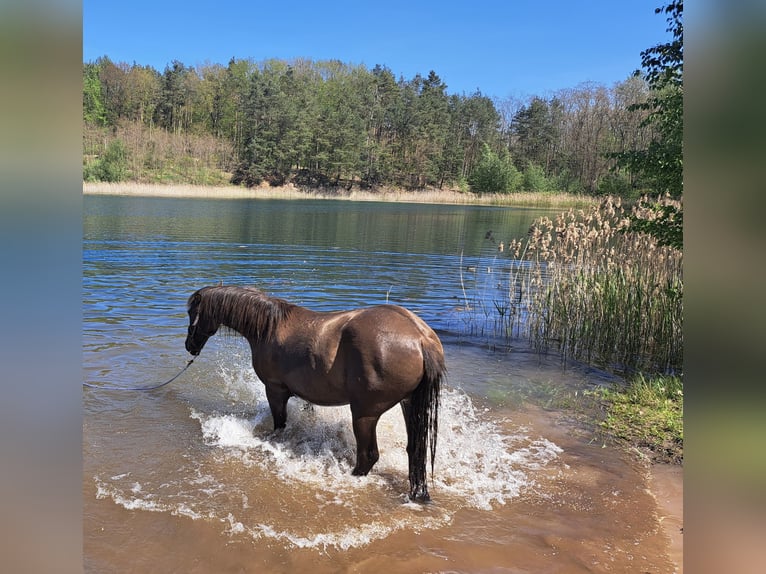 Andalusian Mare 7 years 15,1 hh Bay-Dark in Hohenbocka