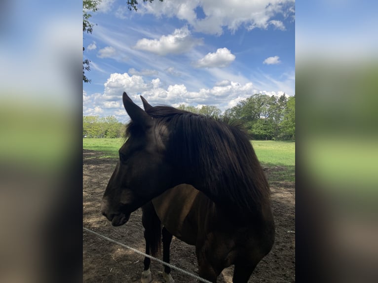 Andalusian Mare 7 years 15,1 hh Bay-Dark in Hohenbocka