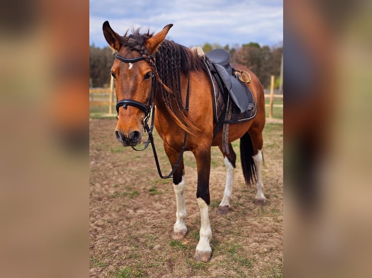 Andalusian Mix Mare 7 years 15,1 hh Brown in Thyrow
