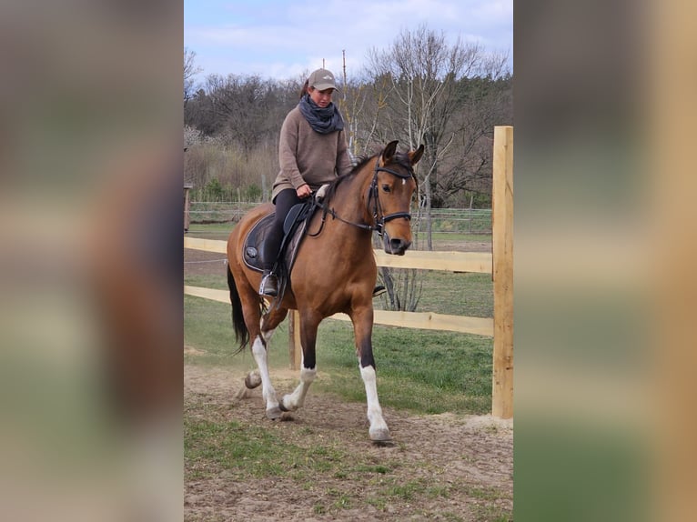 Andalusian Mix Mare 7 years 15,1 hh Brown in Thyrow