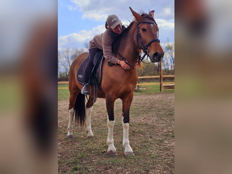 Andalusian Mix Mare 7 years 15,1 hh Brown in Thyrow