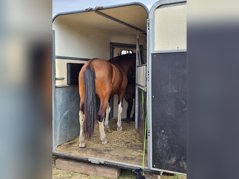 Andalusian Mix Mare 7 years 15,1 hh Brown in Thyrow