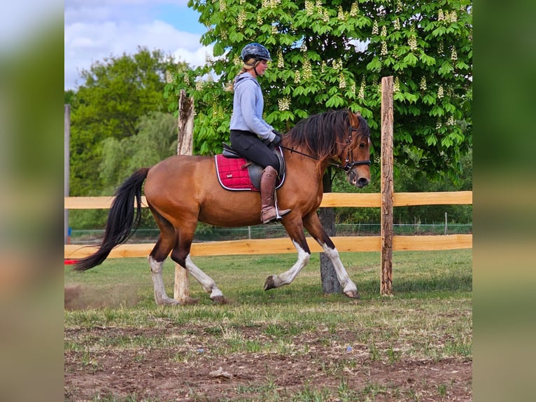 Andalusian Mix Mare 7 years 15,1 hh Brown in Thyrow