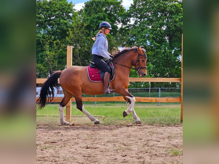 Andalusian Mix Mare 7 years 15,1 hh Brown in Thyrow