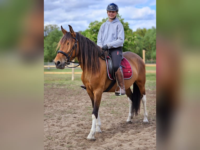 Andalusian Mix Mare 7 years 15,1 hh Brown in Thyrow