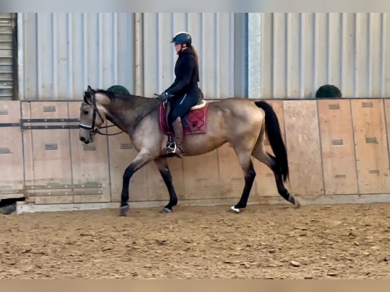 Andalusian Mare 7 years 15,1 hh Dun in Neustadt (Wied)