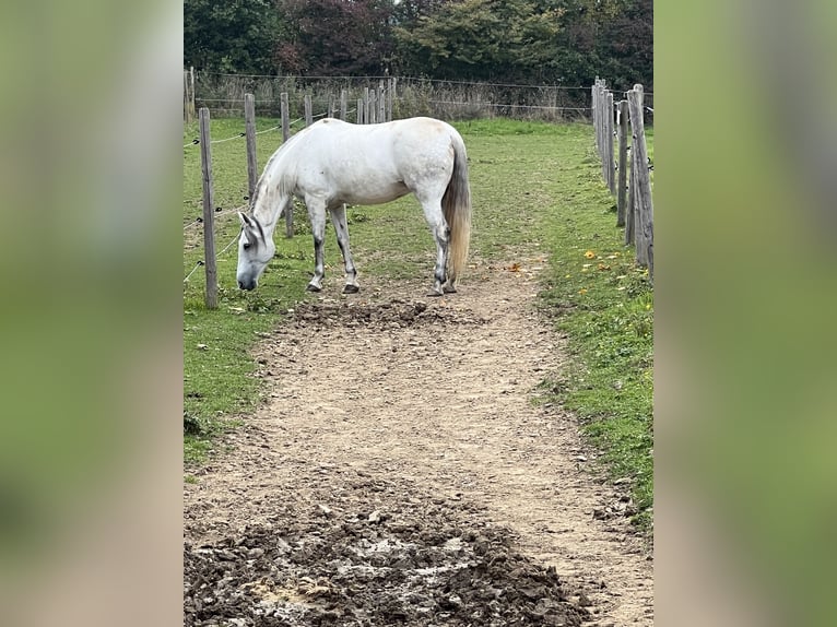 Andalusian Mare 7 years 15,1 hh Gray in Germaringen