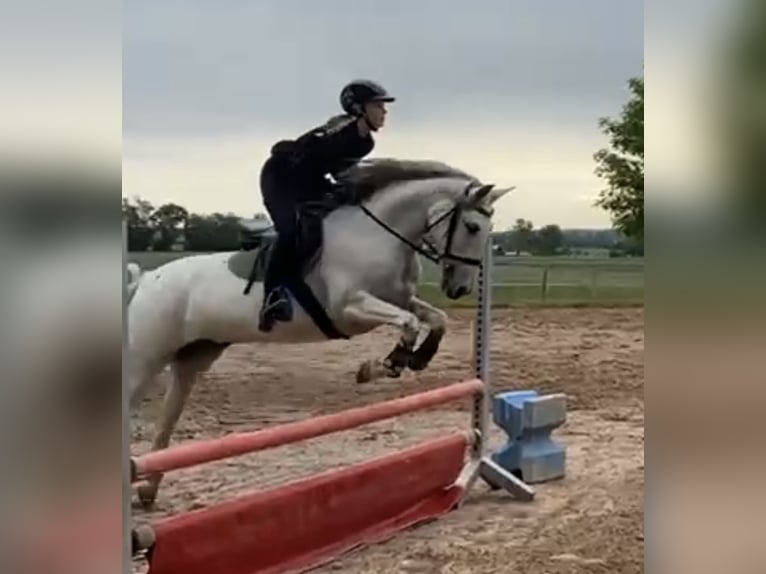 Andalusian Mare 7 years 15,1 hh Gray in Germaringen