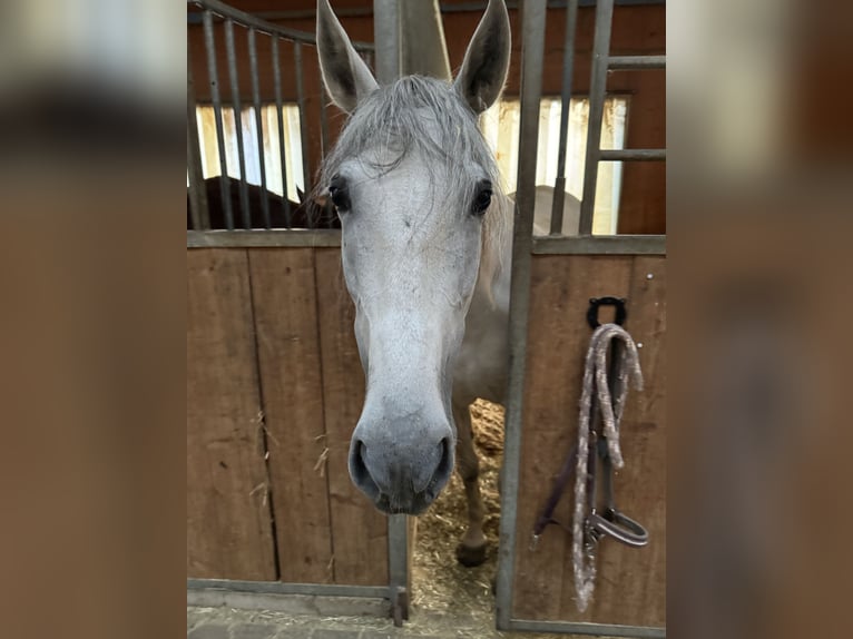 Andalusian Mare 7 years 15,1 hh Gray in Germaringen