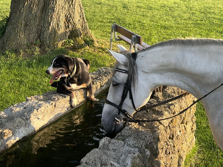 Andalusian Mare 7 years 15,1 hh Gray in Oberostendorf