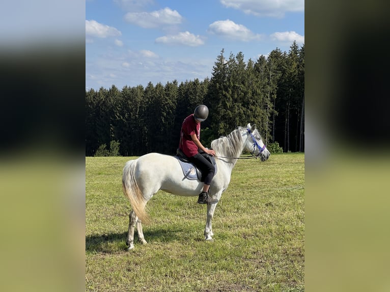 Andalusian Mare 7 years 15,1 hh Gray in Oberostendorf