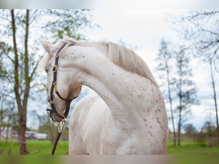Andalusian Mare 7 years 15,1 hh Grey in Hagermarsch