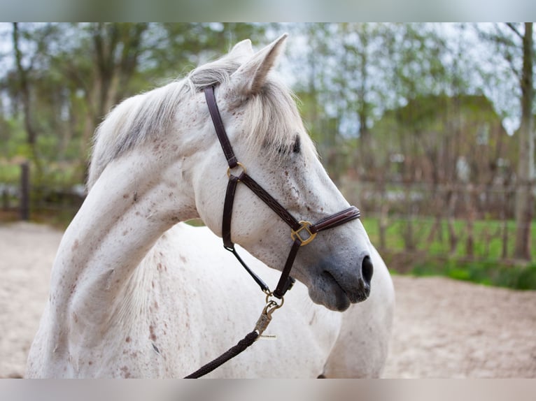 Andalusian Mare 7 years 15,1 hh Grey in Hagermarsch