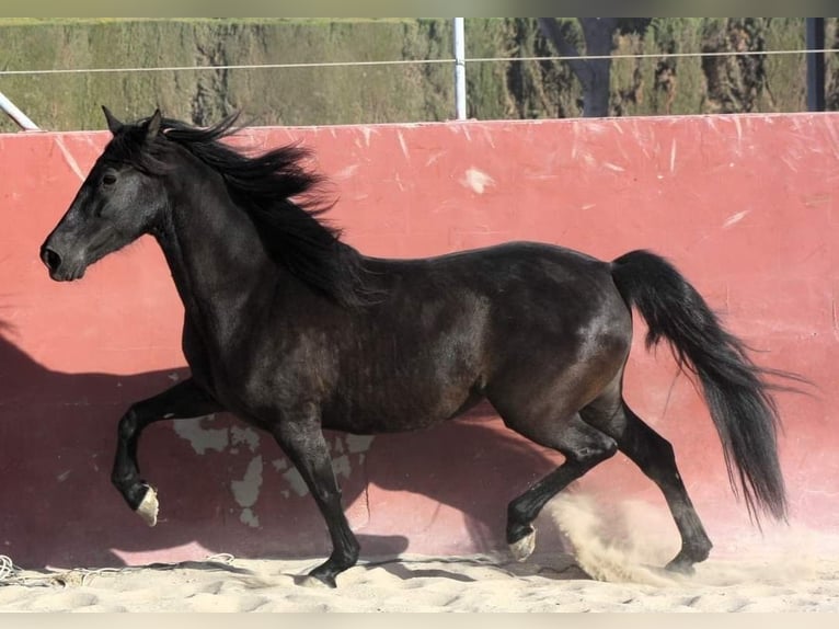 Andalusian Mare 7 years 15,2 hh Black in Alicante/Alacant