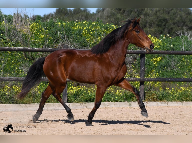 Andalusian Mare 7 years 15,2 hh Brown in Menorca
