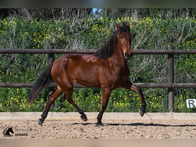 Andalusian Mare 7 years 15,2 hh Brown in Menorca