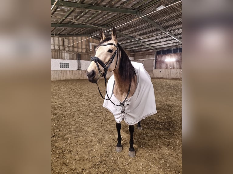 Andalusian Mare 7 years 15,2 hh Buckskin in Moosburg