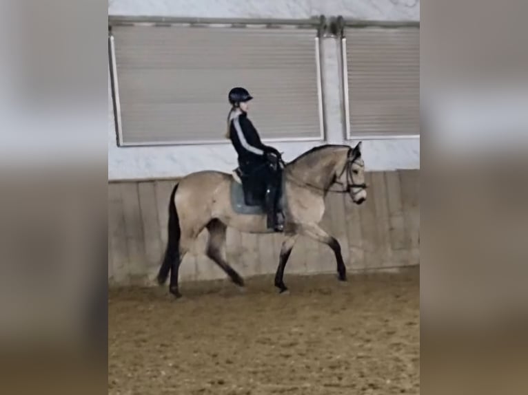 Andalusian Mare 7 years 15,2 hh Buckskin in Moosburg