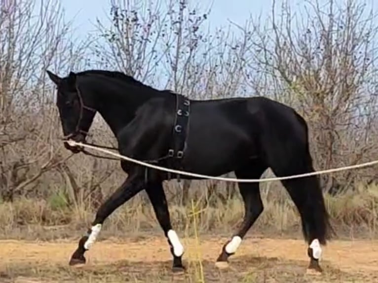 Andalusian Mare 7 years 15,3 hh Black in Valencia