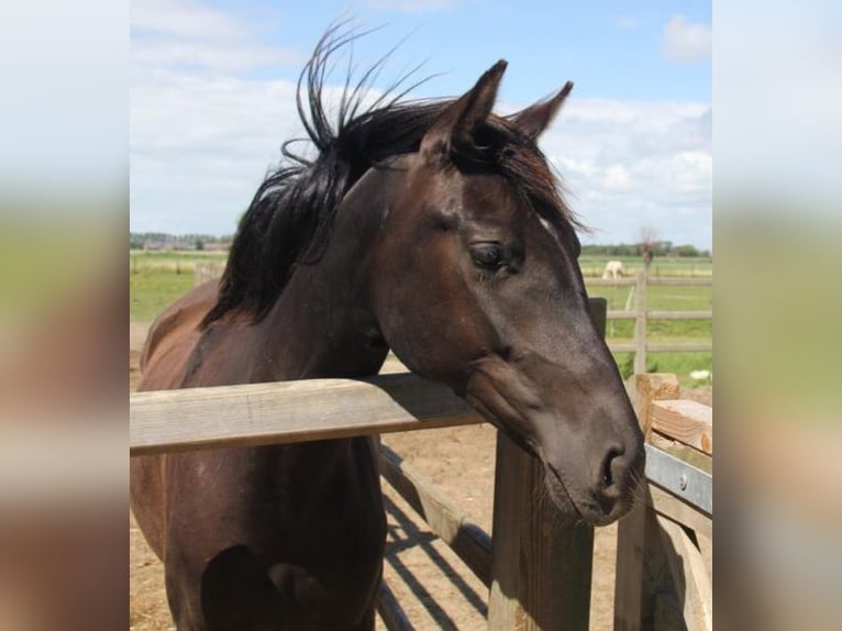 Andalusian Mare 7 years 15 hh Black in Groede
