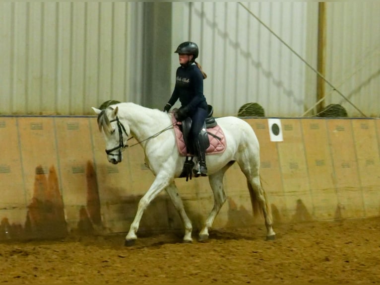 Andalusian Mare 7 years 15 hh Gray in Neustadt (Wied)