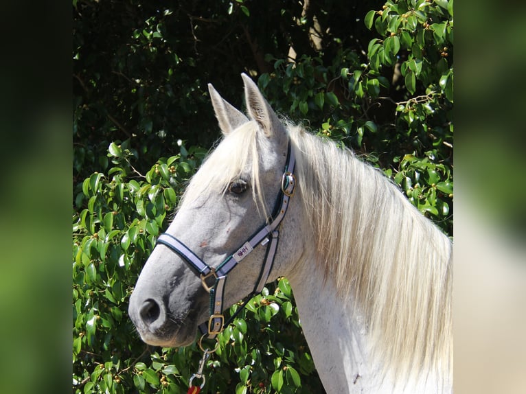 Andalusian Mare 7 years 15 hh Gray in Vejer de la Frontera