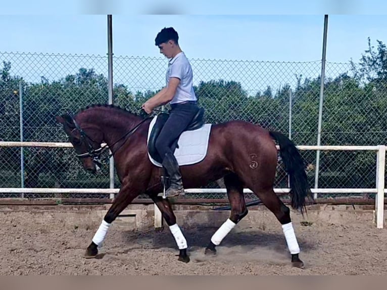 Andalusian Mare 7 years 15,1 hh Brown in Martfeld