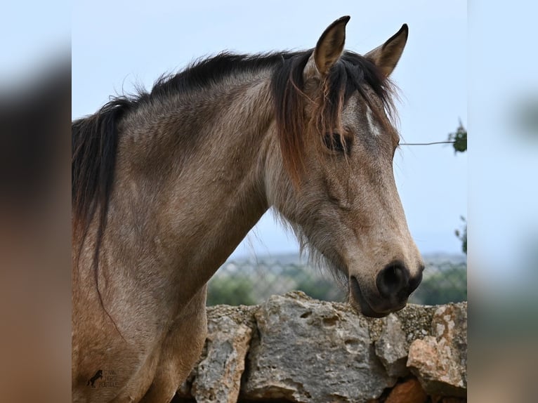 Andalusian Mare 7 years 15,1 hh Dun in Mallorca